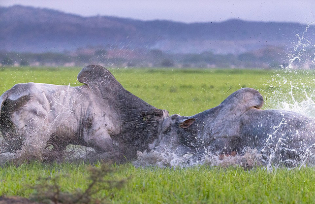 九游娱乐app口碑好-意甲赛程吃紧，芝加哥公牛国际比赛日外线爆发，媒体盛赞，细节决定成败的简单介绍